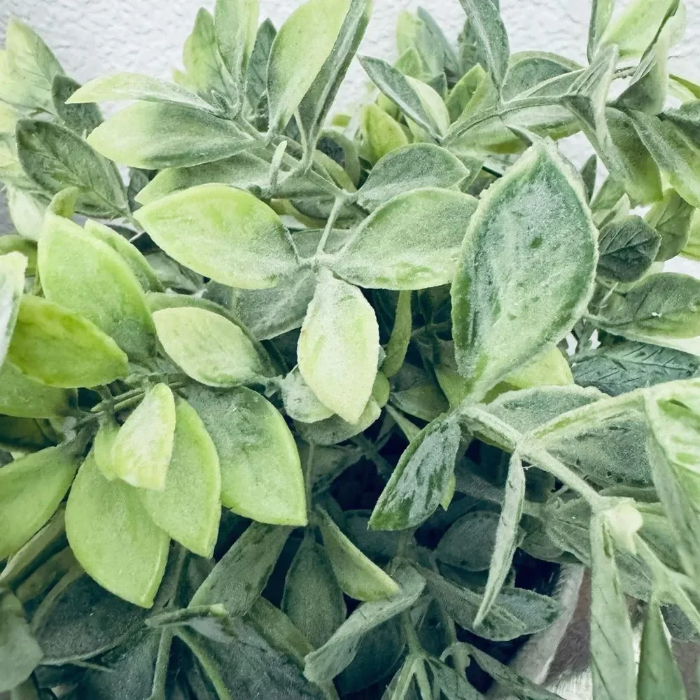 N/A modern organic
